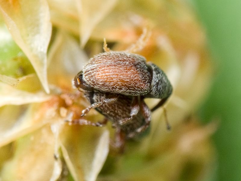 Mecinus pascuorum (Gyllenhal, 1813)